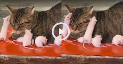 Video: Mèo cam chịu khi bị đàn chuột ‘đè đầu cưỡi cổ’