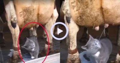 Video: Mèo tận hưởng uống sữa bò miễn phí