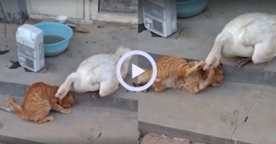 Video: Mèo cầu cứu vì bị ngan đè đầu cưỡi cổ