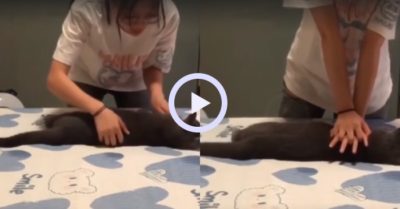 Video: Mèo làm bệnh nhân cho cô chủ luyện tập hồi sức tim phổi