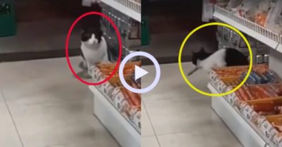 Video: Chú mèo ‘nổi như cồn’ vì trộm xúc xích