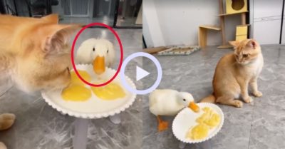 Video: Mèo chịu đói vì vịt tham ăn