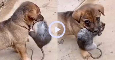 Video: Chú cún con tóm gọn con chuột cống