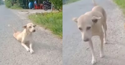 Video: Chú chó giả tật lết đi trên đường