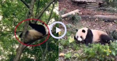 Video: Những trò nghịch ngợm của gấu trúc