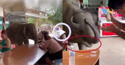 Video: Voi con khoanh chân xin uống sữa