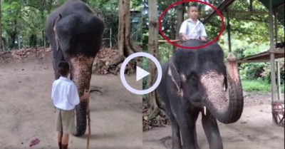 Video: Cậu bé lễ phép được chú voi cưng chiều cõng trên lưng
