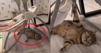 Video: Mèo cưng giúp chủ đưa võng cho bé