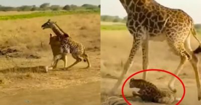Video: Hươu cao cổ mẹ kịp thời bảo vệ con trước sư tử háu đói