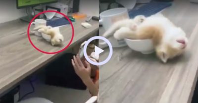 Video: Hai cô chủ muốn xỉu vì dáng ngủ khó đỡ của mèo cưng