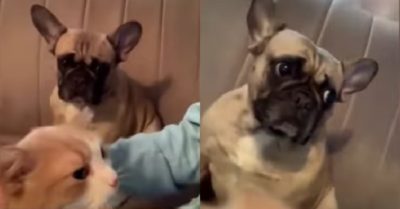 Video: Chú cún tủi thân vì bị cô chủ cho ra rìa