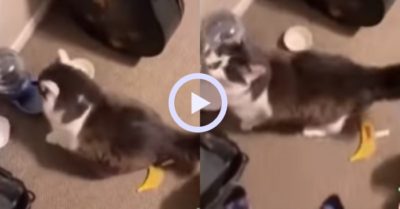 Video: Mèo cưng mách chủ khi không có đồ ăn