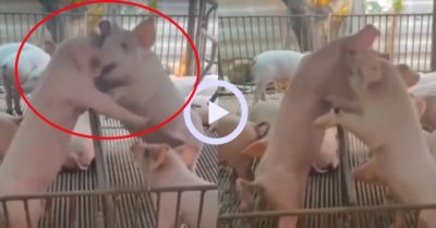 Video: Chú lợn so tài cùng lúc hai đối thủ