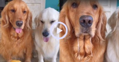 Video: Chó cưng chảy nước miếng vì thèm ăn