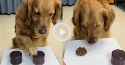 Video: Chú chó giận ra mặt vì bị chủ chơi khăm