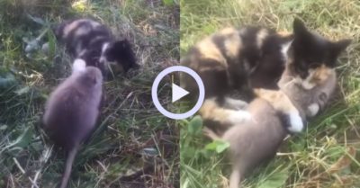 Video: Mèo và chuột thân thiết như anh em cùng chung một mẹ