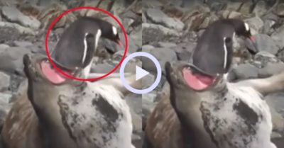 Video: Sư tử biển ‘kêu trời’ vì bị chim cánh cụt đè lên người