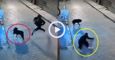 Video: Anh chàng thanh niên lãnh đủ vì trêu chó