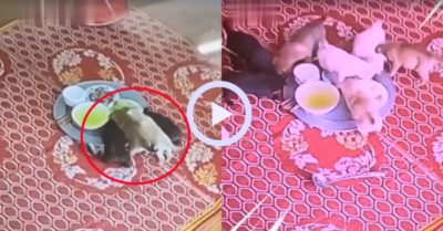 Video: Đàn cún mở tiệc trên mâm cơm của chủ