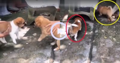 Video: Hai chú cún con ‘hổ báo’ gầm gừ nhau