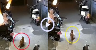 Video: Mèo cưng hóa shipper giao hàng trong đêm