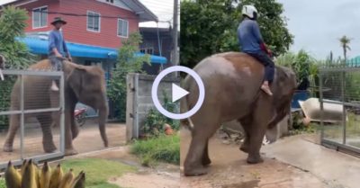 Video: Chú voi tự biết mở đóng cổng mỗi khi về nhà
