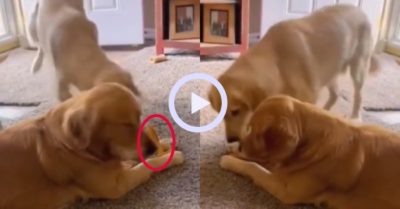 Video: Chú chó cướp cục xương của đồng bọn nhanh như chớp
