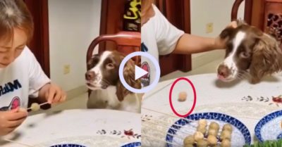 Video: Chú chó ăn trộm cá viên chiên bất thành