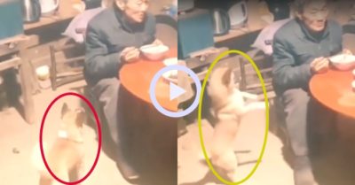 Video: Chó cưng nổi quạu vì ông chủ đùa dai