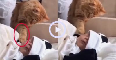 Video: Mèo con nhẹ nhàng vuốt ve em bé