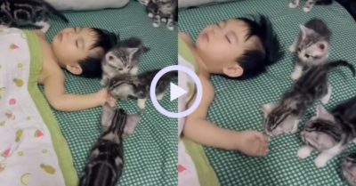 Video: Những chú mèo con “bảo vệ” chủ nhân nhí đốn tim dân mạng