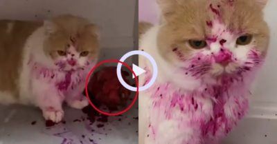 Video: Mèo cưng lem luốc khi ăn vụng thanh long
