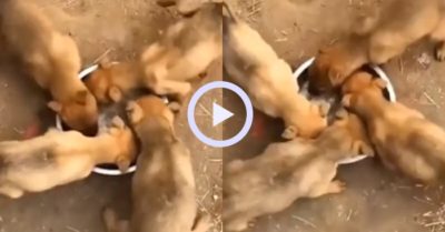 Video: ‘Tứ quái’ cún con ăn nhanh như gió lốc