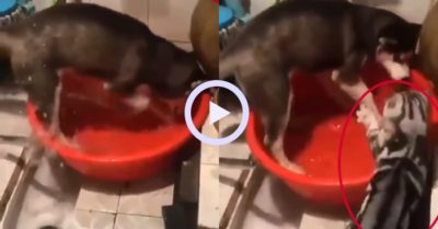 Video: Chú chó bị mèo bạt tai tới tấp vì tội… lãng phí nước