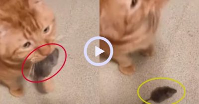 Video: Mèo để mất chuột vì mải ăn miếng xúc xích
