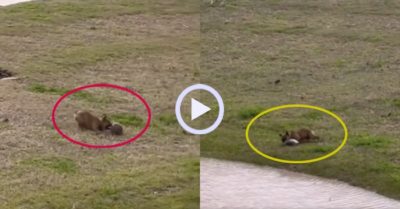 Video: Cún con nhiệt tình đẩy rùa xuống hồ