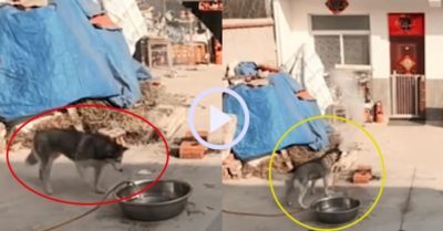 Video: Husky lấy vòi nước dập lửa đang cháy lan vào đống rơm