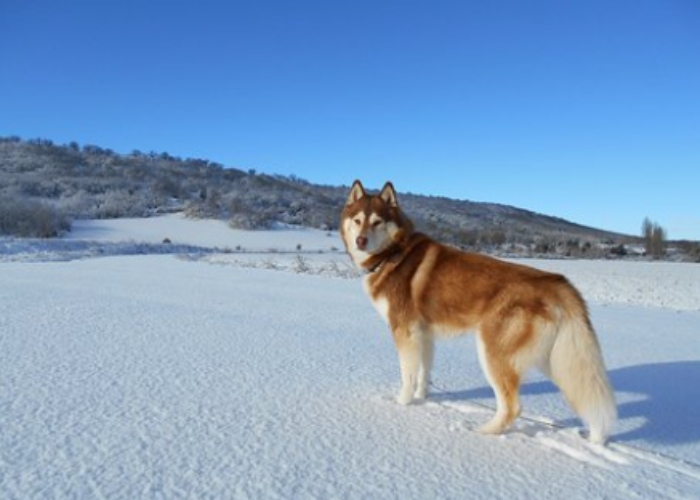 Video: Husky lấy vòi nước dập lửa đang cháy lan vào đống rơm