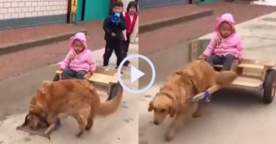 Video: Chó Gâu đần lái xe bò đưa cô chủ nhỏ dao chơi