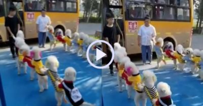 Video: Đàn cún cưng xếp hàng ngay ngắn để lên xe