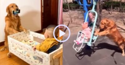 Video: Gâu đần với biệt tài làm bảo mẫu chuyên nghiệp