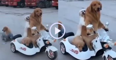 Video: Gâu đần lái xe máy đưa đàn cún đi chơi