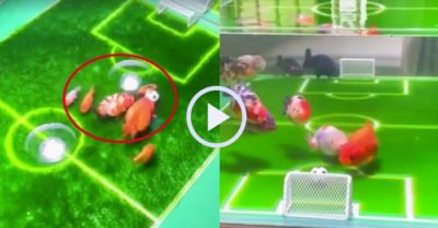 Video: Đàn cá cảnh đá bóng chuyên nghiệp