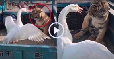 Video: Chú hổ con khiếp vía vì bị ngỗng bắt nạt