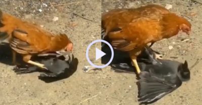 Video: Con quạ no đòn vì chạm mặt gà mái