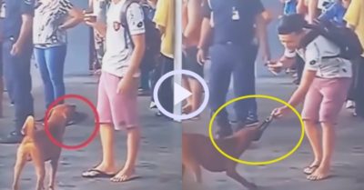 Video: Thanh niên khốn khổ vì bị chó cướp chiếc dép