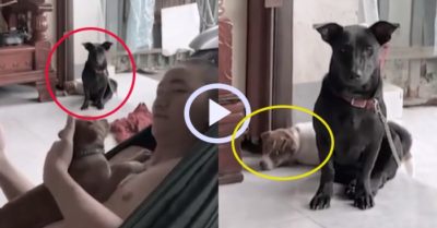 Video: Chó cưng buồn rầu ghen tị vì bị chầu rìa