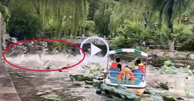 Video: Hàng trăm con cá nhảy lên khỏi mặt nước sau mưa lớn