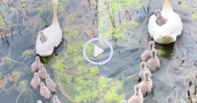 Video: Đàn ngỗng con bơi thẳng hàng theo sau mẹ