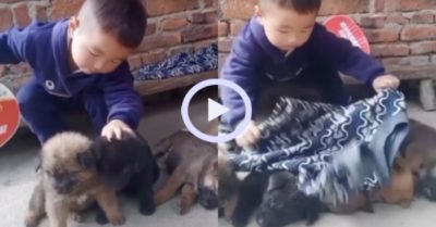 Video: Bé trai quạt ru bầy cún cưng ngủ